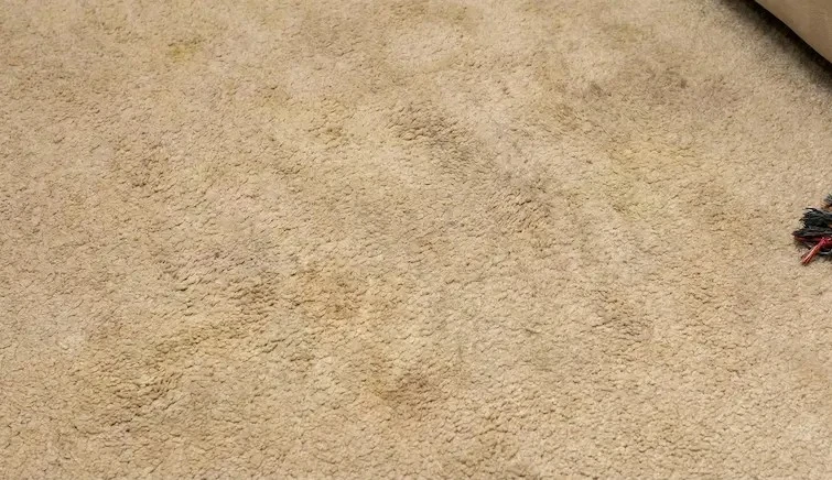 Clean carpet after pet urine restoration