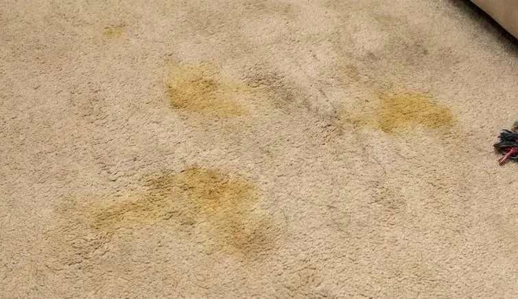 Dirty carpet before extraction